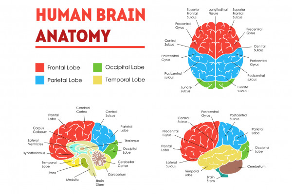 脳の解剖学から見る知能のイメージ
